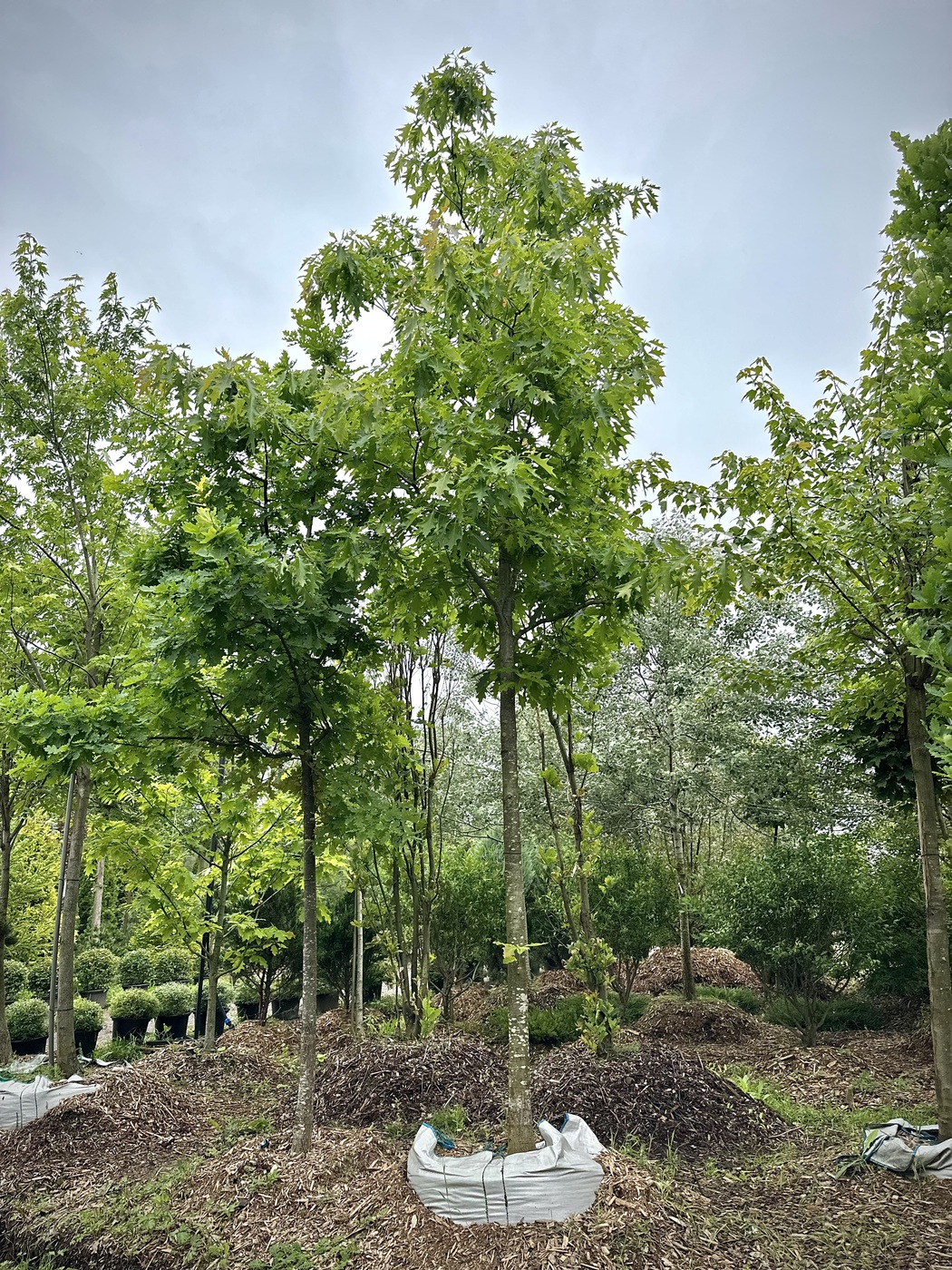 Дуб красный