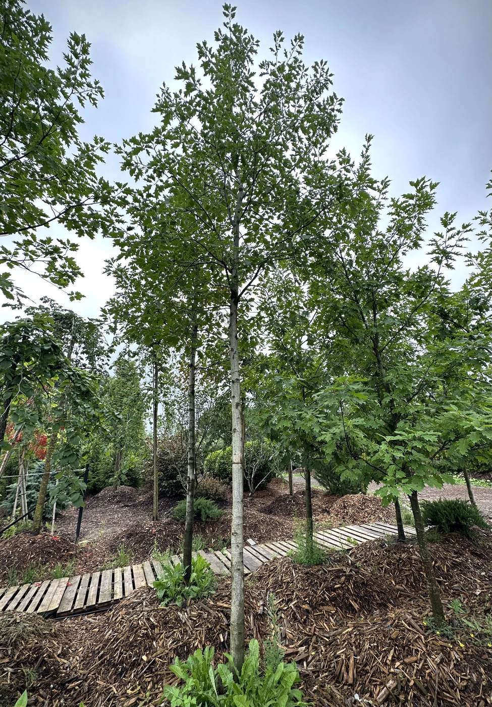 Дуб красный