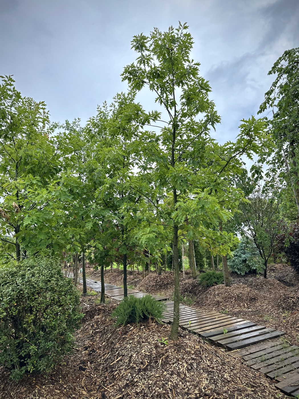 Дуб красный