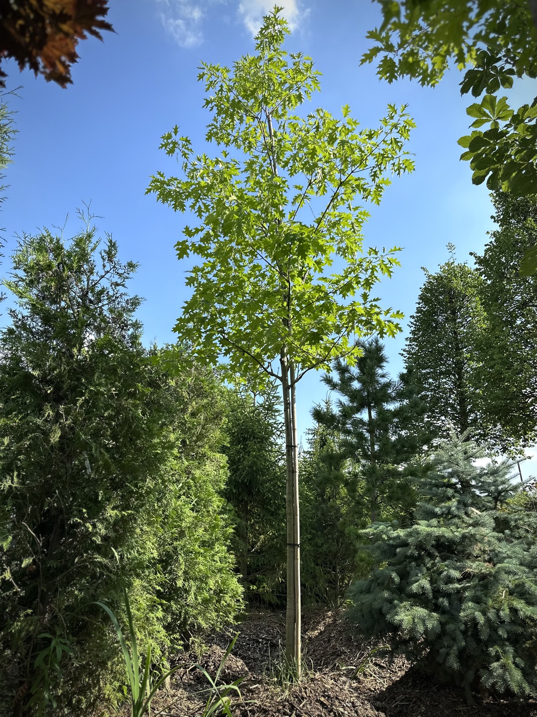 Дуб красный