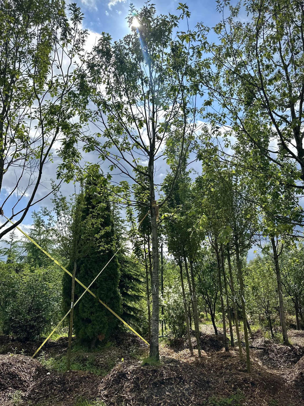 Дуб красный