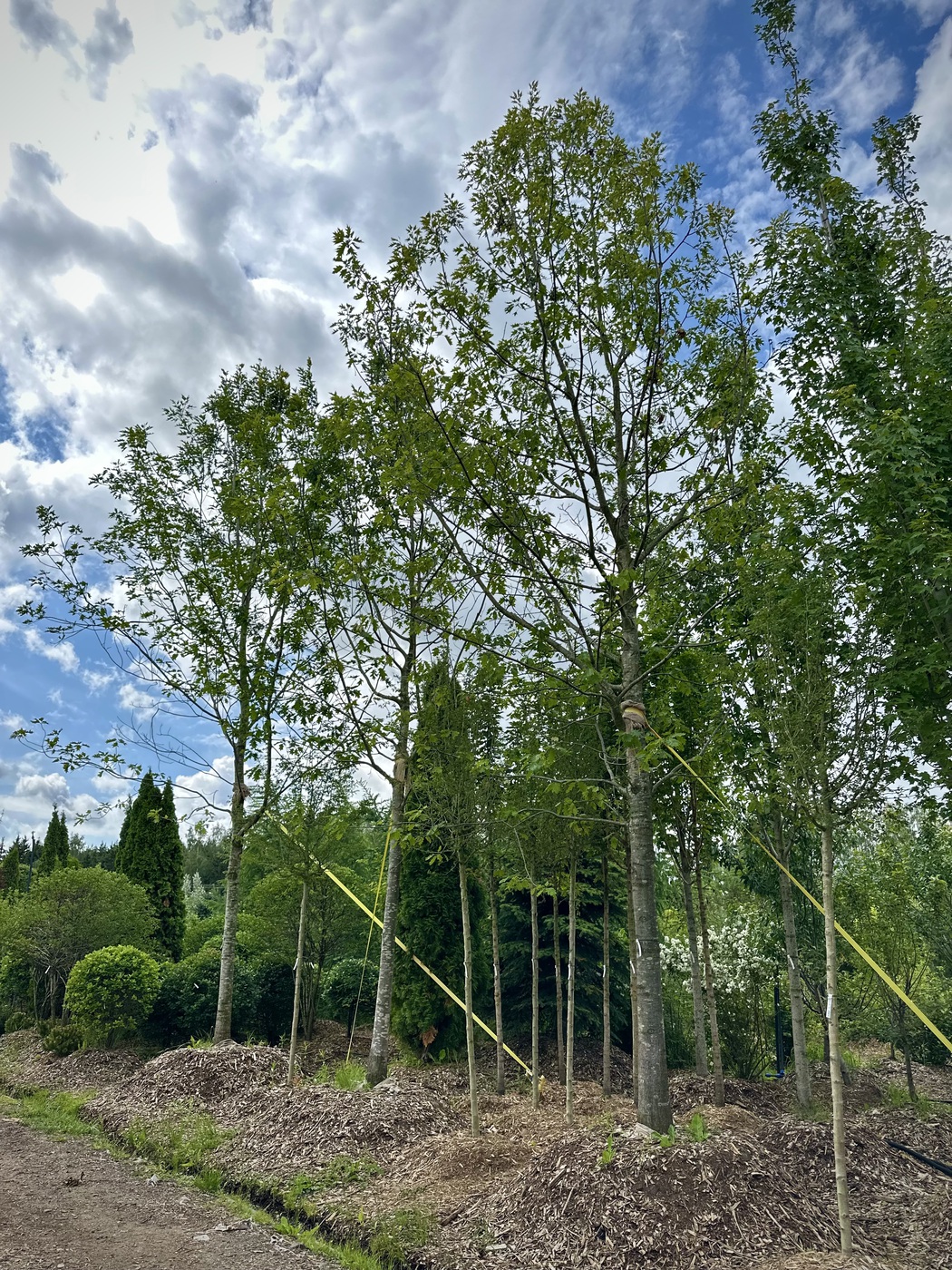 Дуб красный