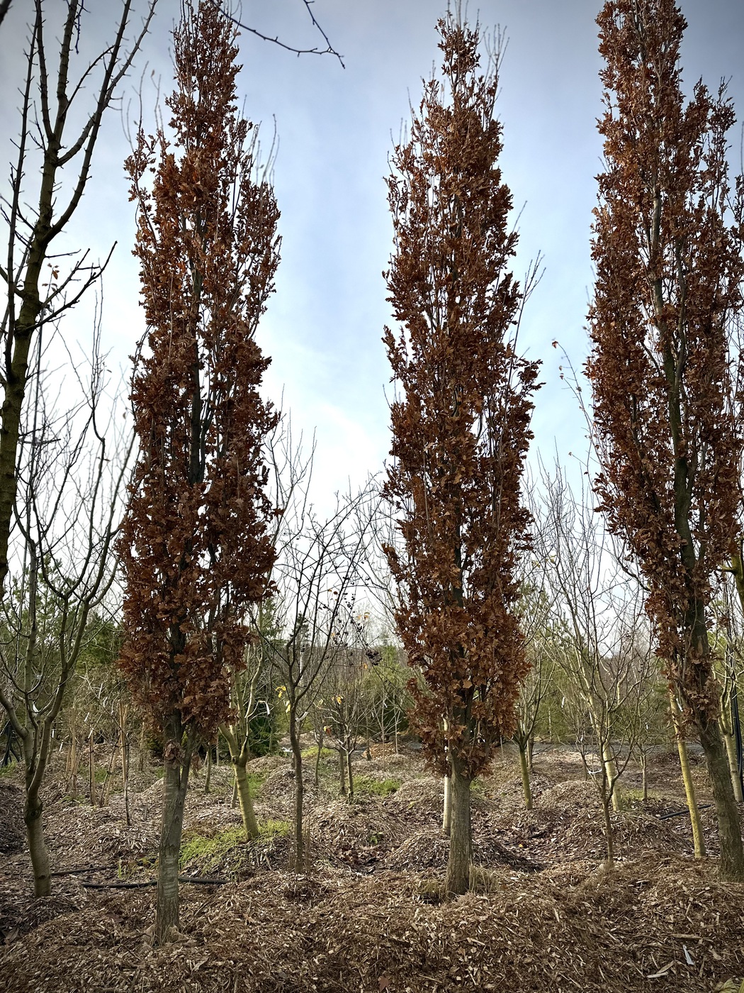 Дуб черешчатый `Фастигиата Костер``Fastigiata Koster`