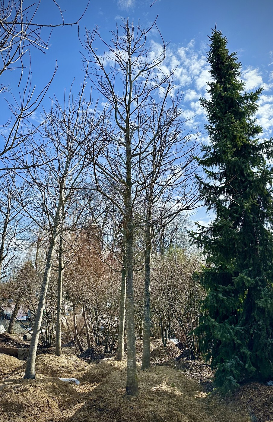 Дуб красный (Quercus rubra)