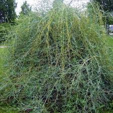 Ива Ледебура Пендула Снежный шар (Salix ledebouriana f. kuraica)