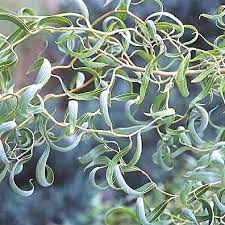 Ива гибридная `Свердловская`