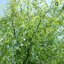 Ива гибридная `Свердловская`