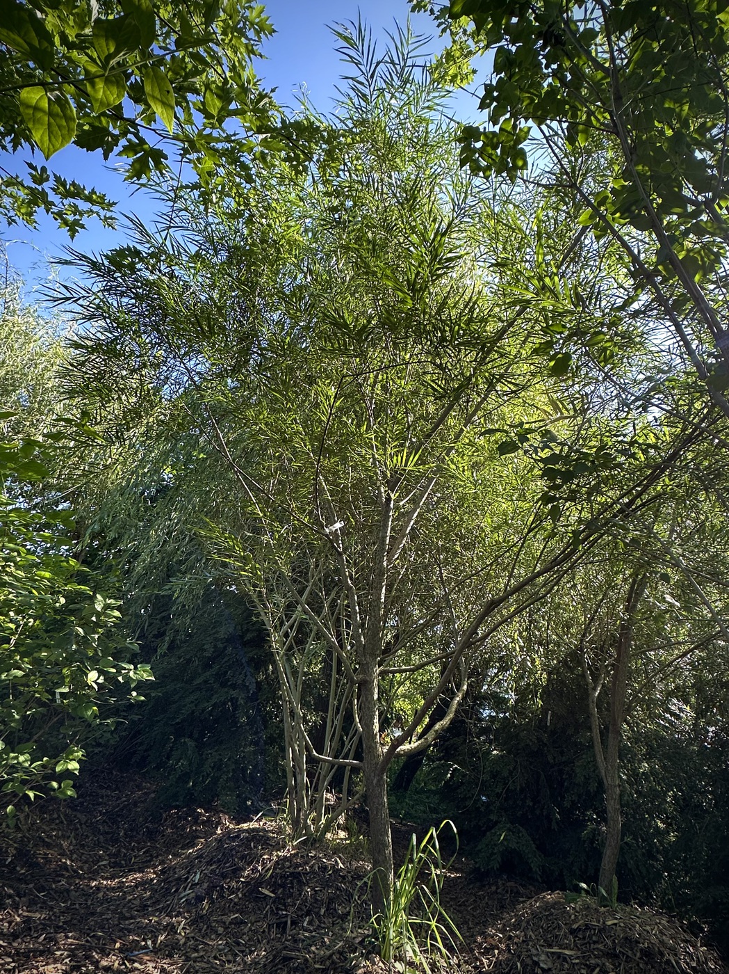 Ива `Шверина Улучшенная`