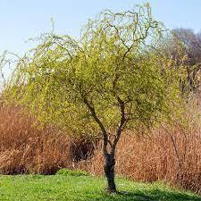 Ива `Свердловская Извилистая`