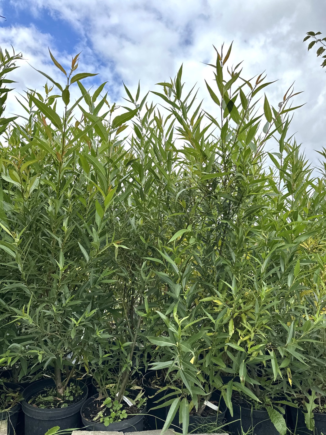 Ива `Свердловская Извилистая`