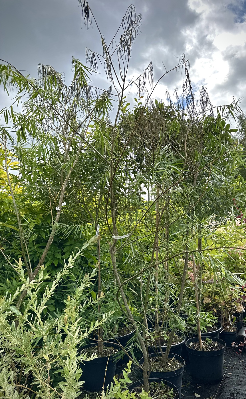 Ива `Шверина Улучшенная`