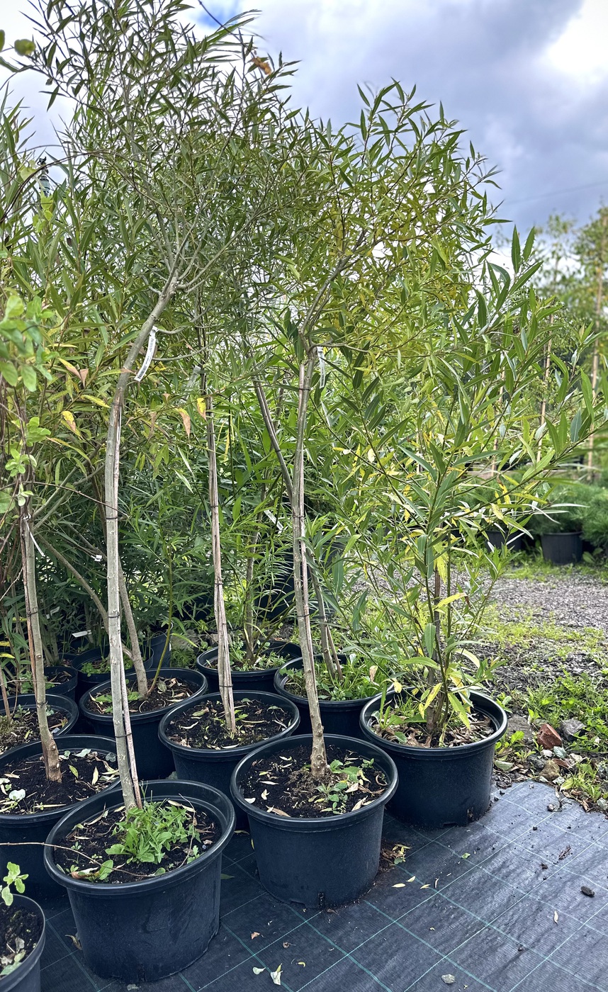 Ива ломкая `Булата`