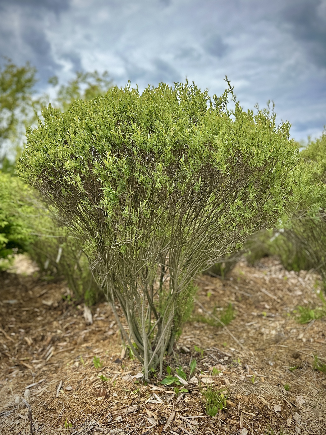 Ива пурпурная Нана (Salix purpurea Nana) ЗОНТ