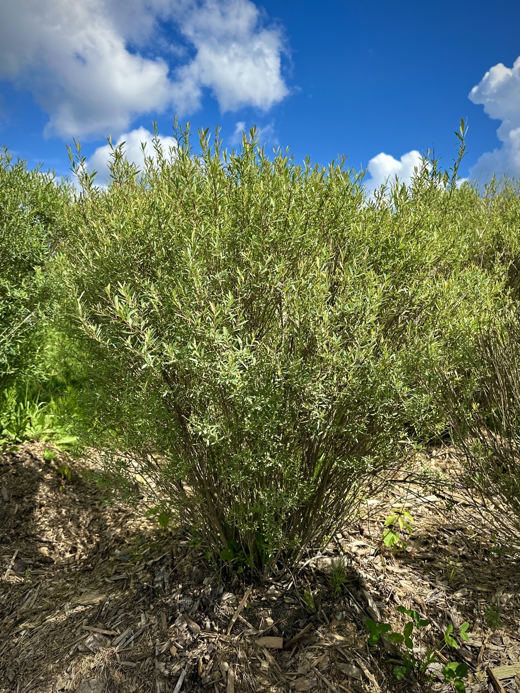 Ива пурпурная Нана (Salix purpurea Nana) ЗОНТ
