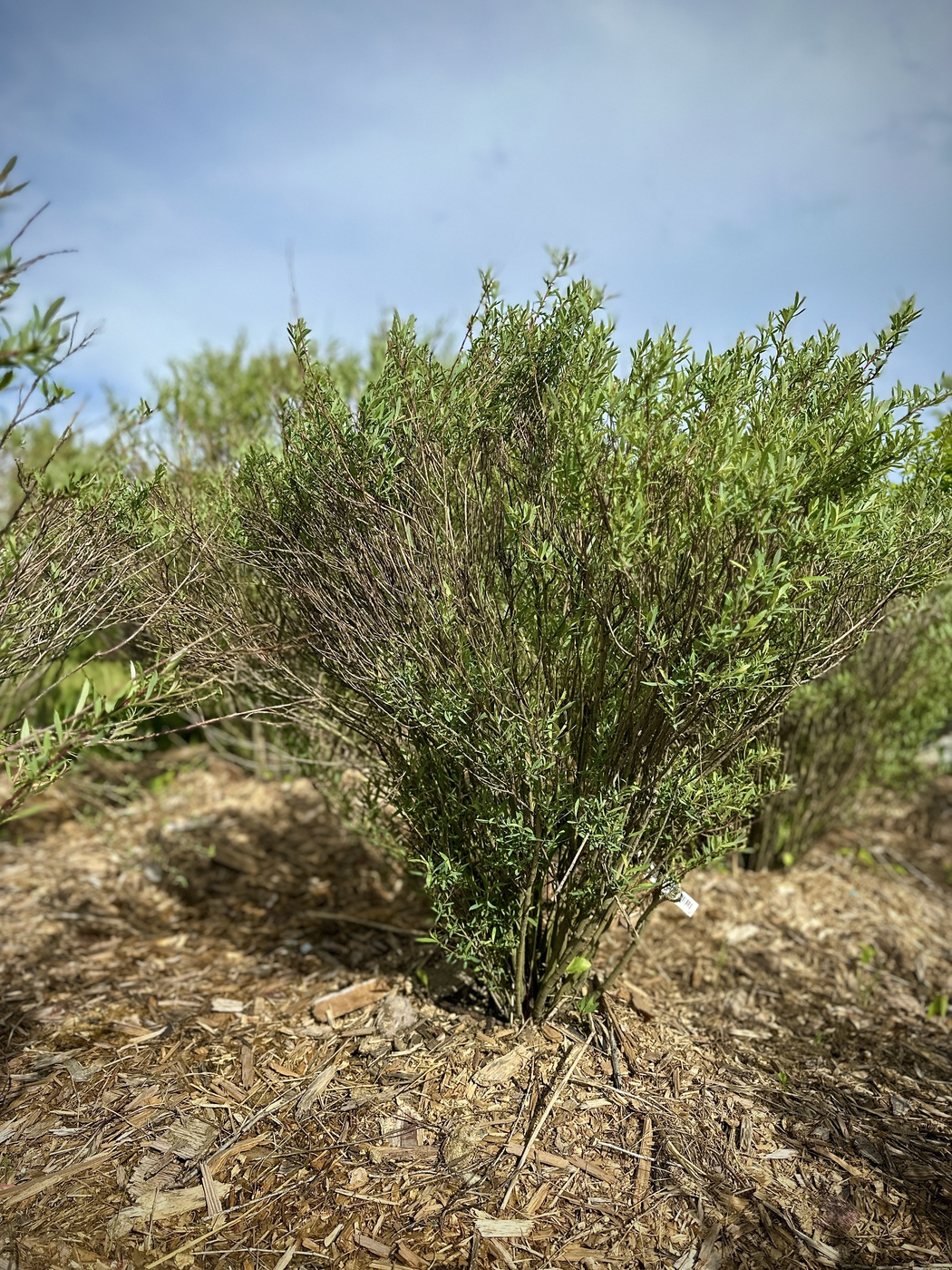 Ива пурпурная Нана (Salix purpurea Nana)