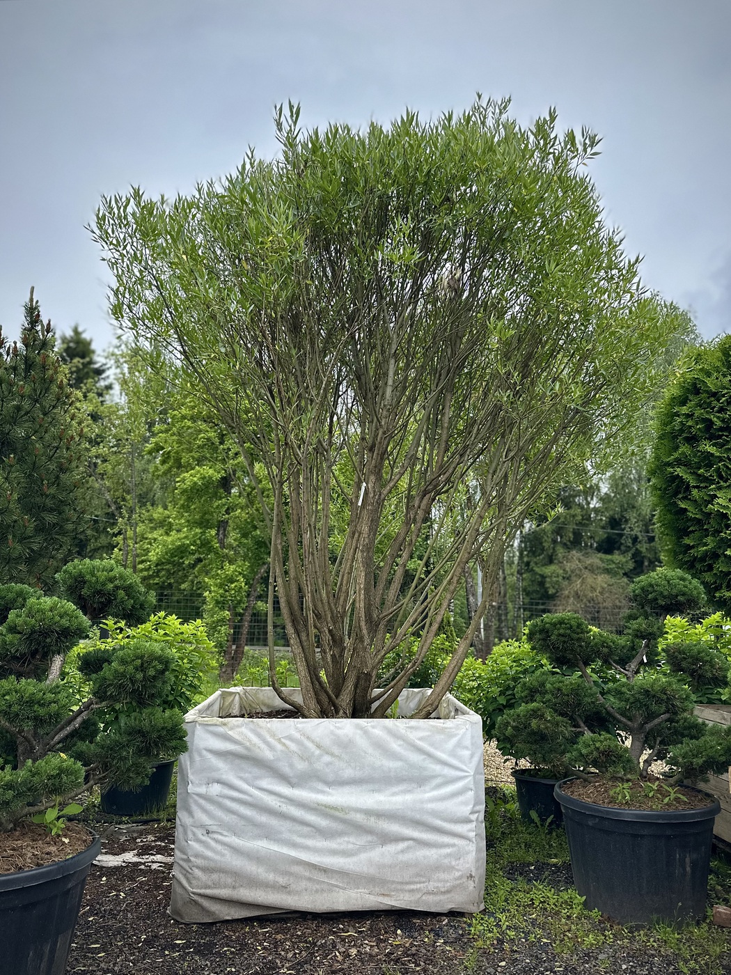 Ива ломкая (Salix fragilis) ШАР — изображение 2