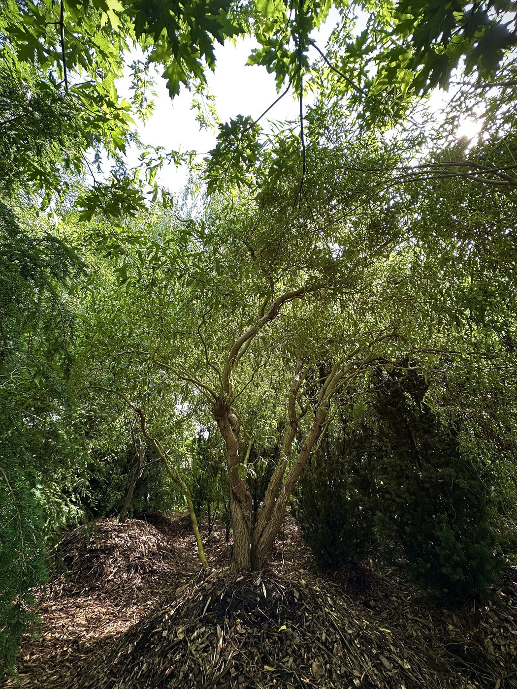 Ива извилистая