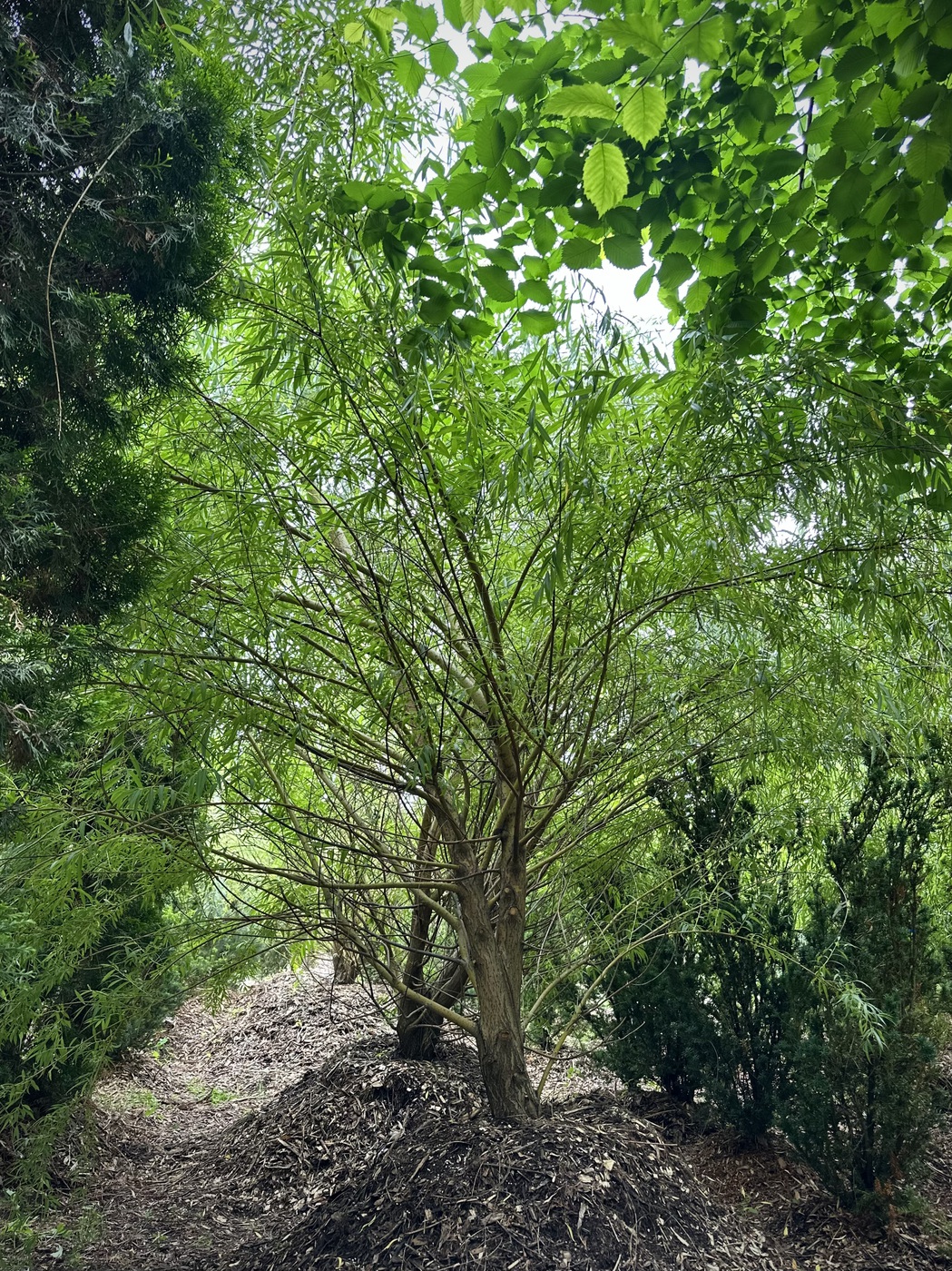 Ива белая плакучая (Salix alba f. pendula)