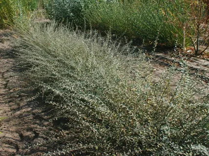 Ива ползучая Грин Карпет (Salix repens Green Carpet)
