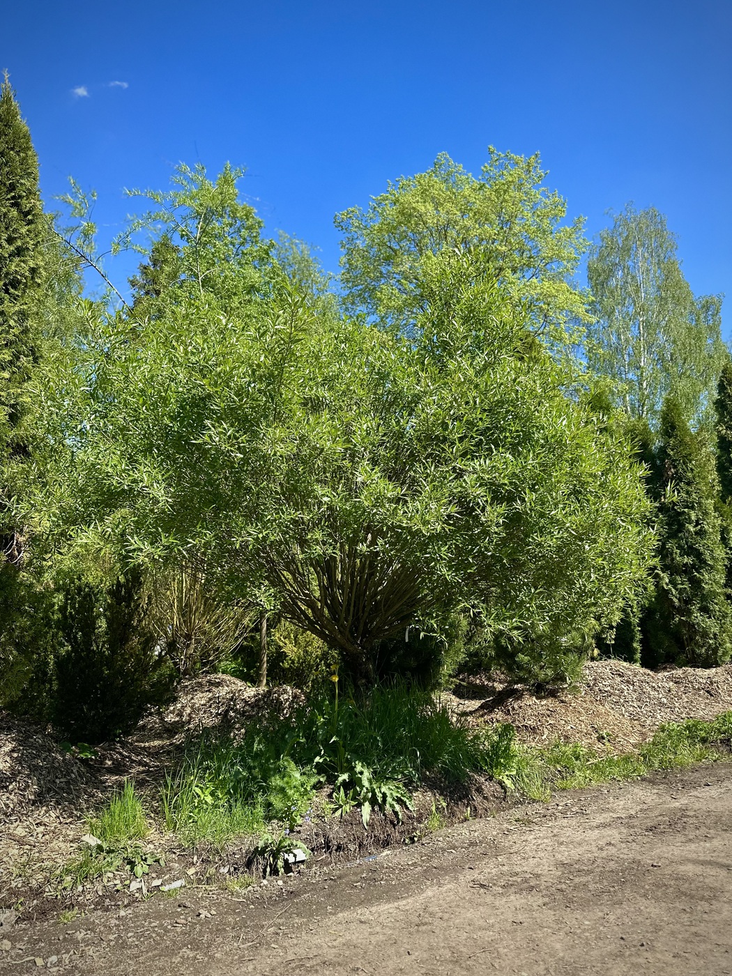 Ива ломкая (Salix fragilis) ШАР