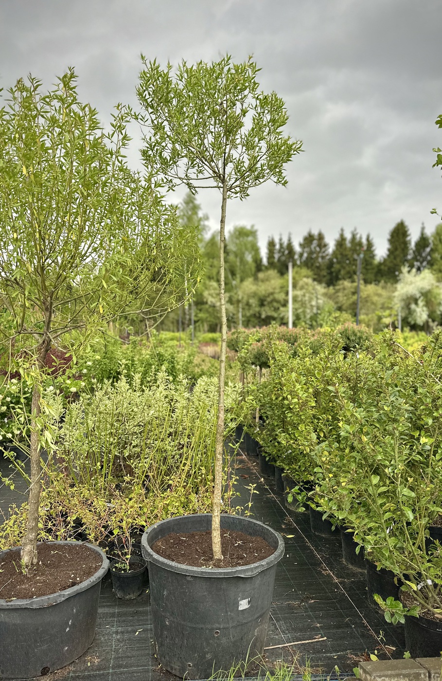 Ива ломкая (Salix fragilis) (шаровидная)