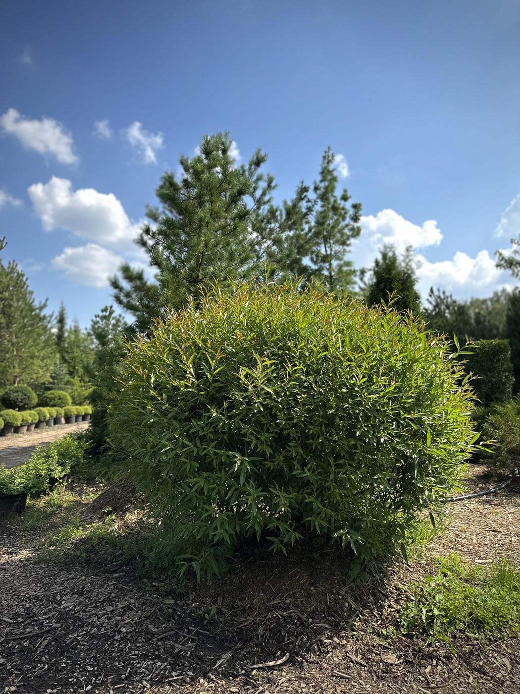 Ива ломкая `Булата` ШАР