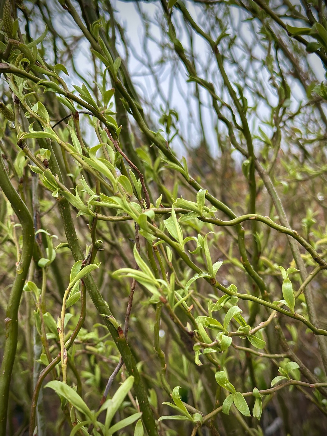 Ива Свердловская Извилистая