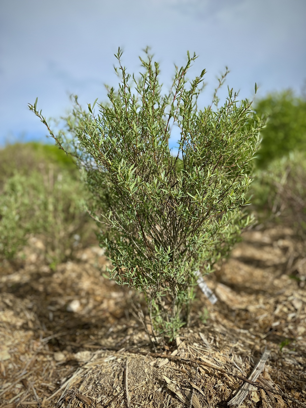 Ива пурпурная Нана (Salix purpurea Nana)
