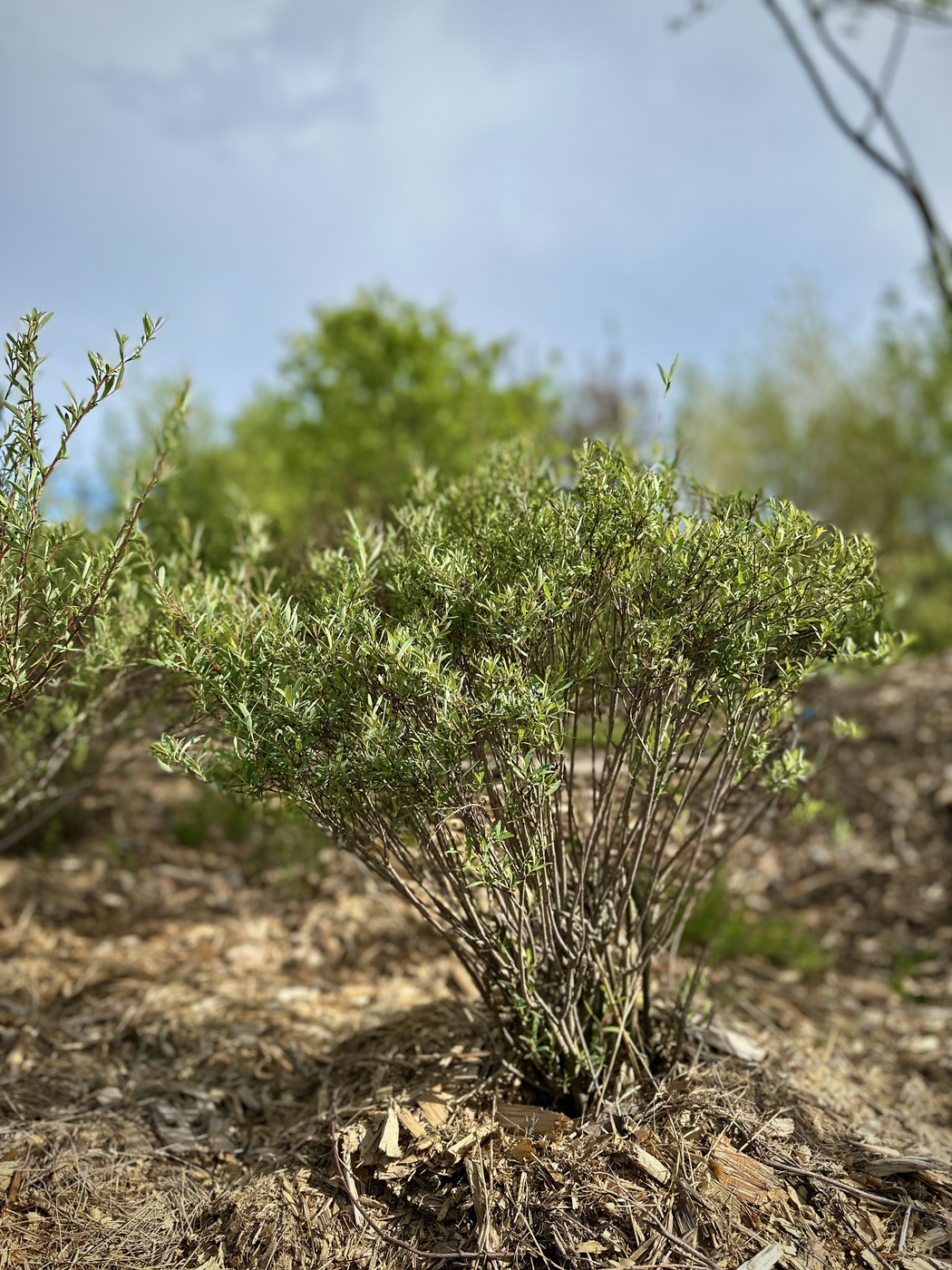 Ива пурпурная Нана (Salix purpurea Nana) — изображение 2