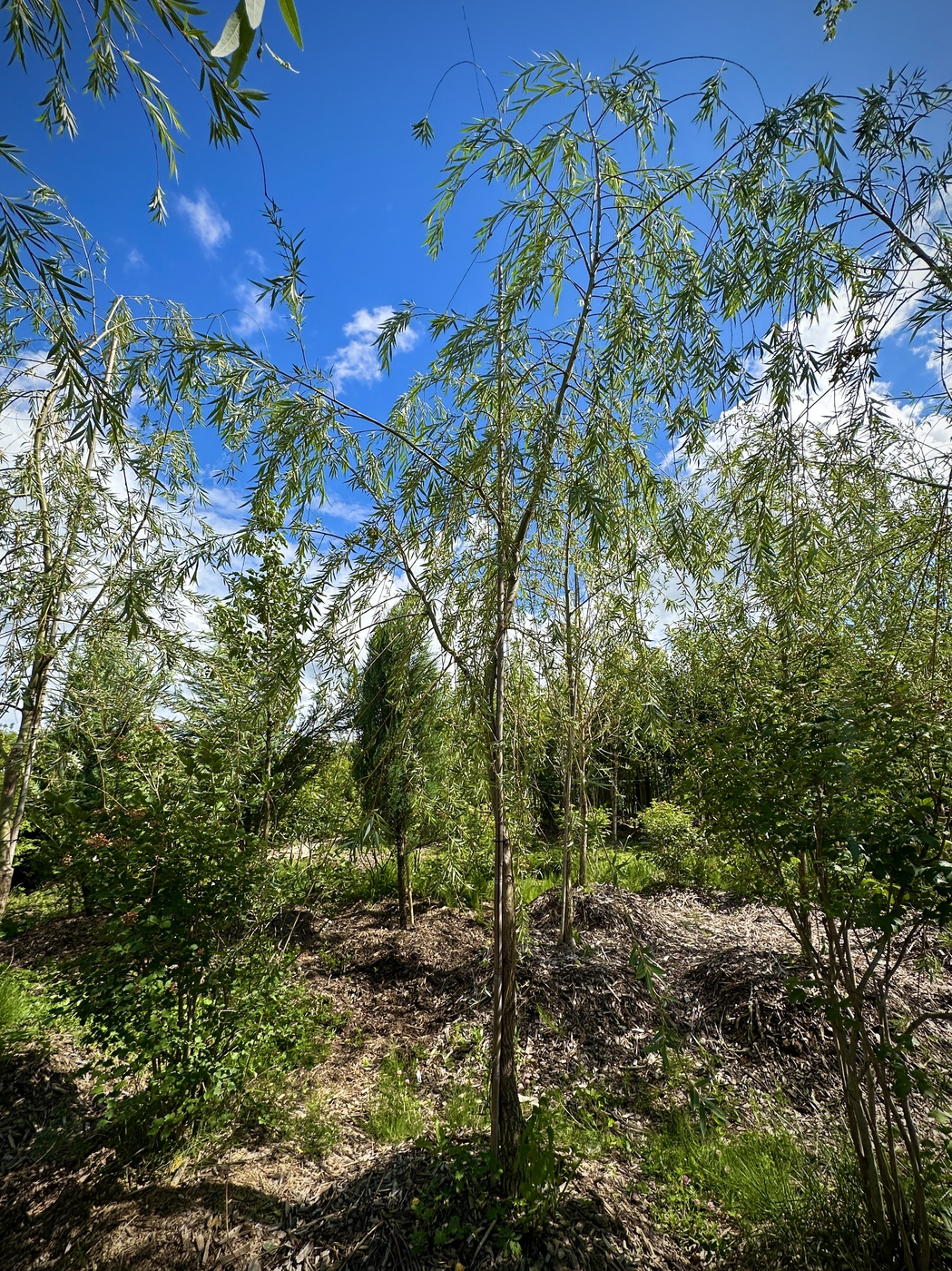 Ива белая плакучая Водопад (Salix alba Vodopad)