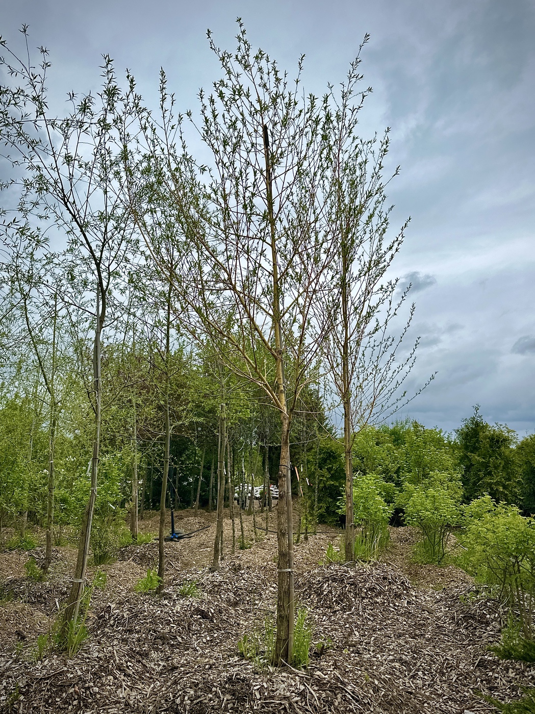 Ива Стрела Купидона (Salix Strela Kupidona)