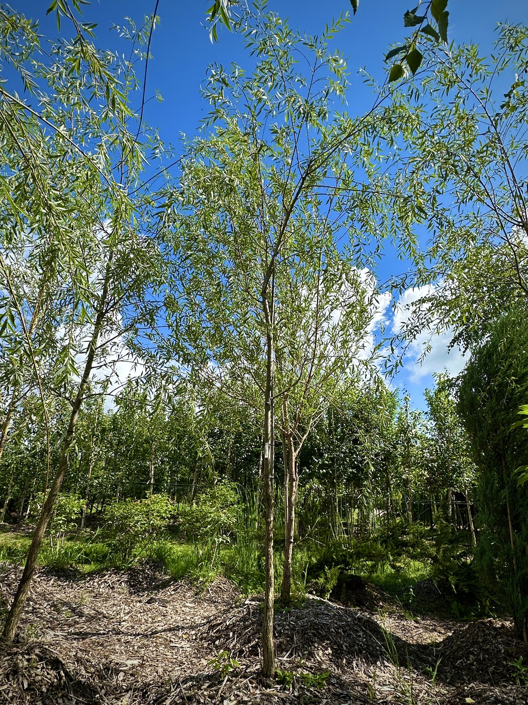 Ива белая плакучая Шатер (Salix alba Shater)