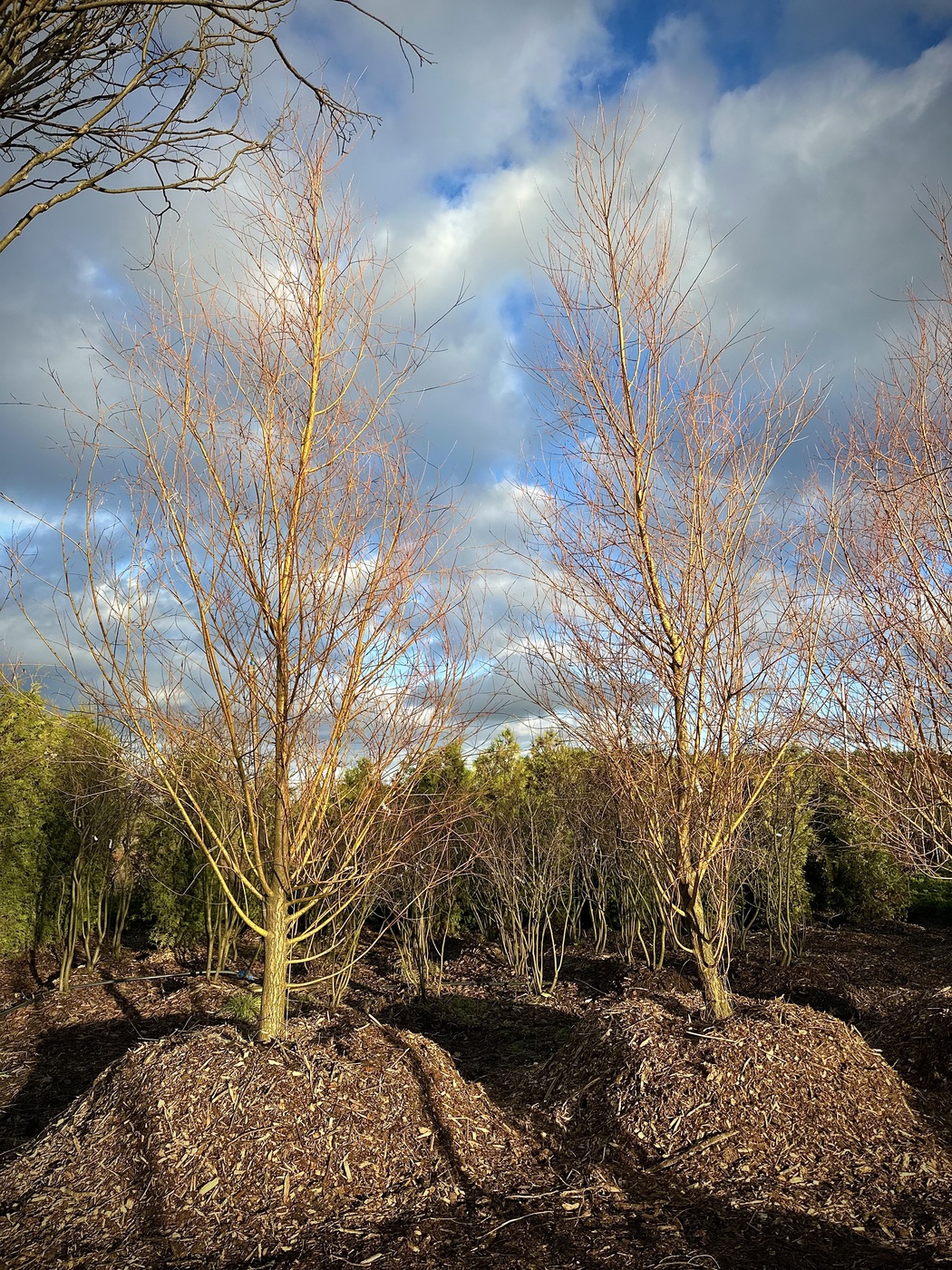 Ива белая `Чермезина`