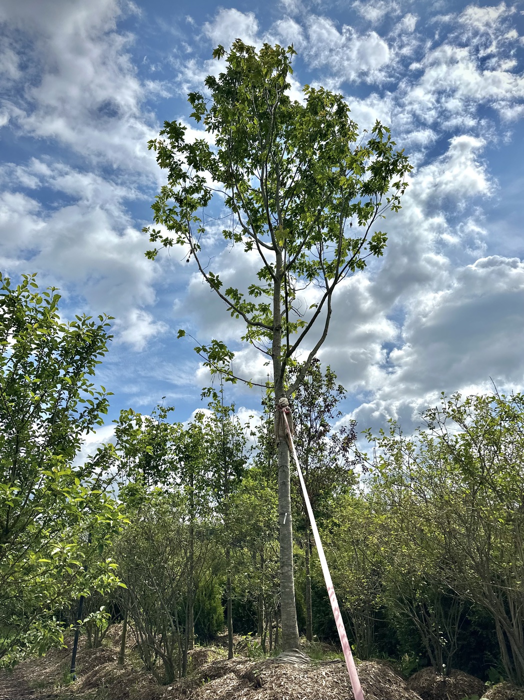 Дуб красный (Quercus rubra)