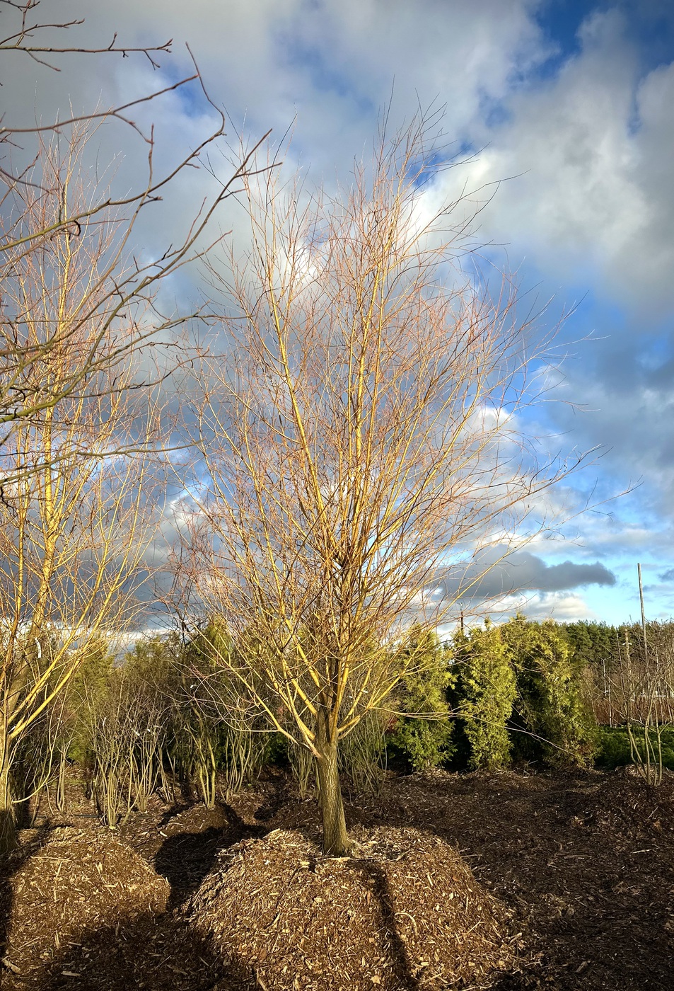 Ива белая `Чермезина`