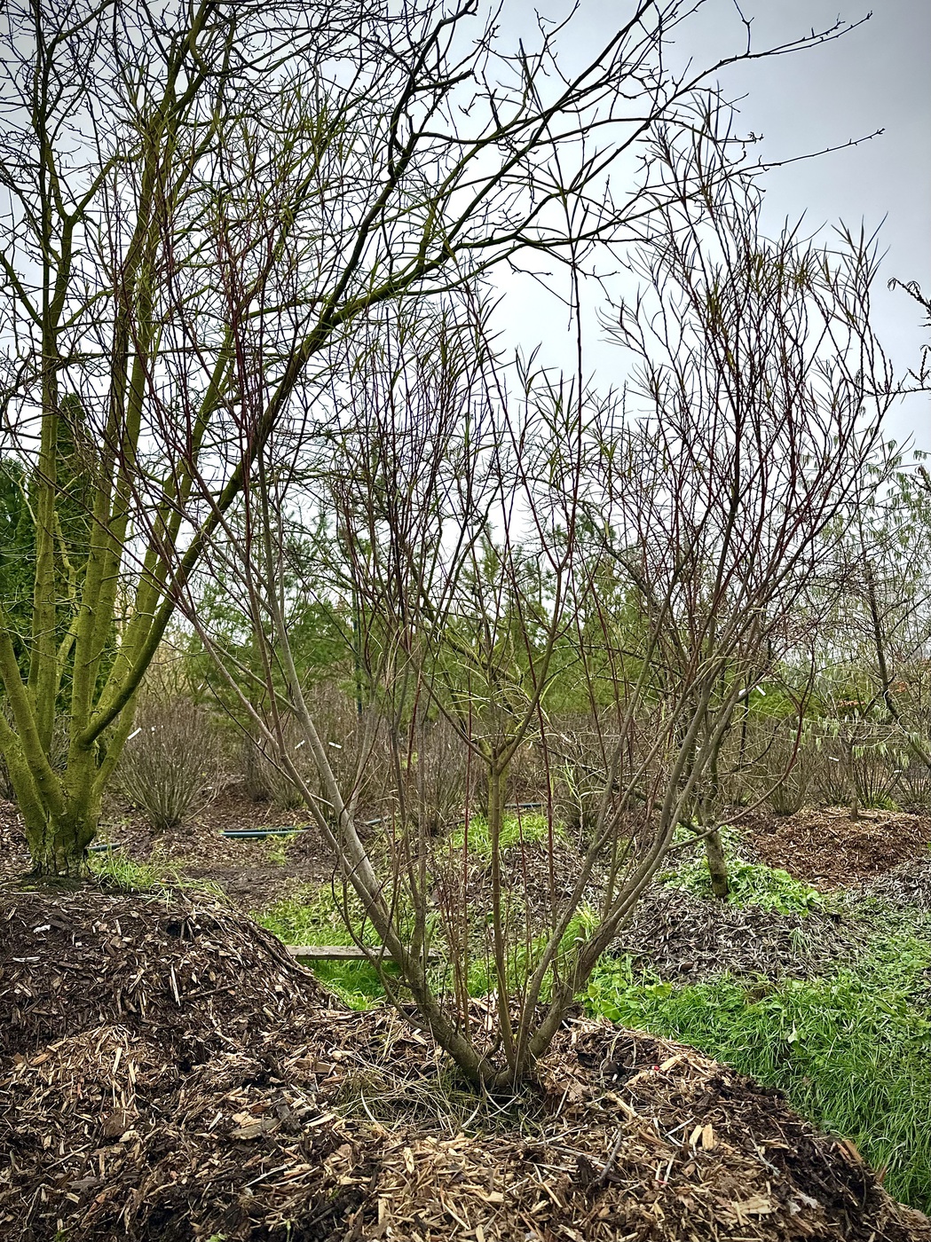 Ива розмаринолистная