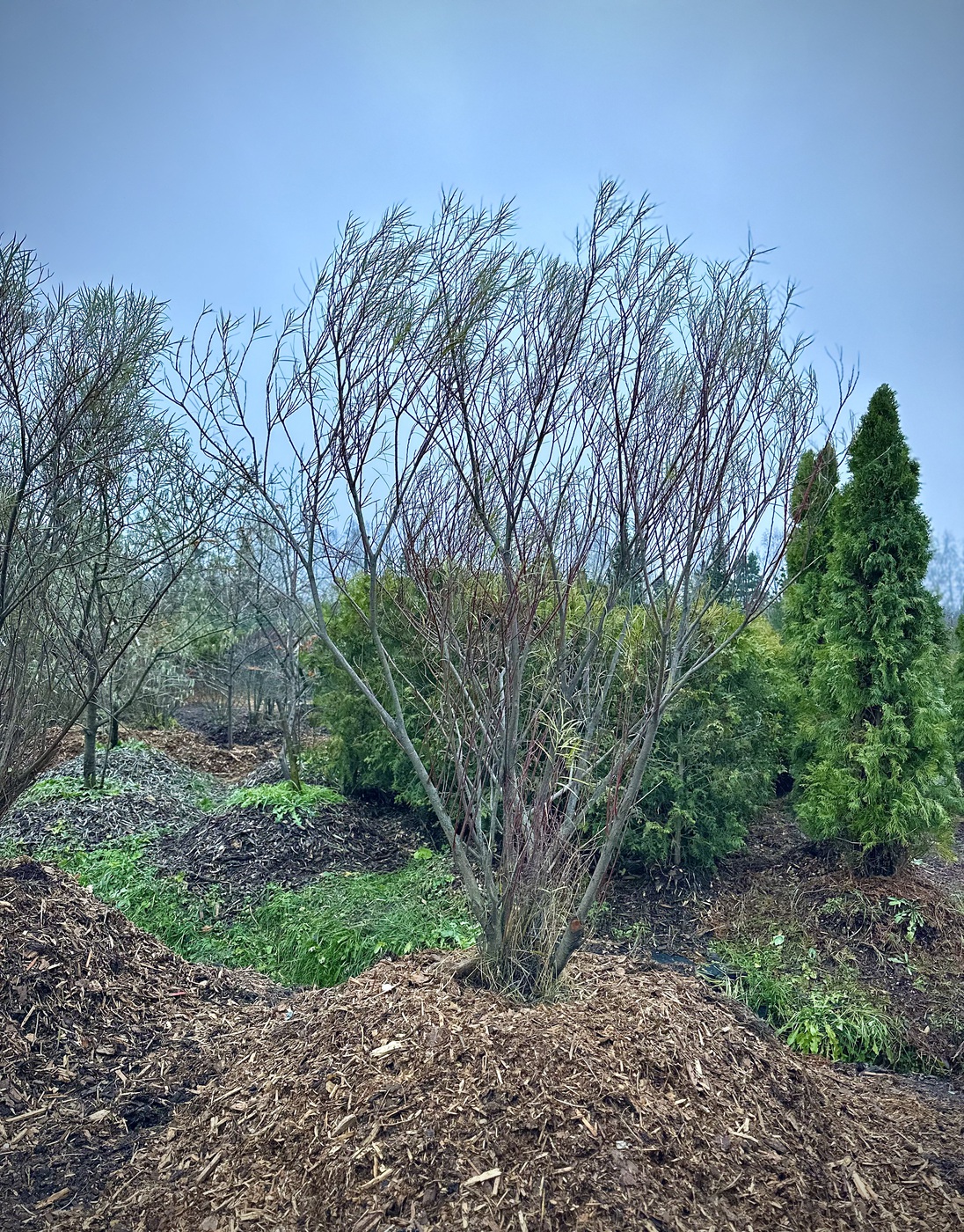 Ива розмаринолистная (Salix rosmarinifolia) — изображение 4