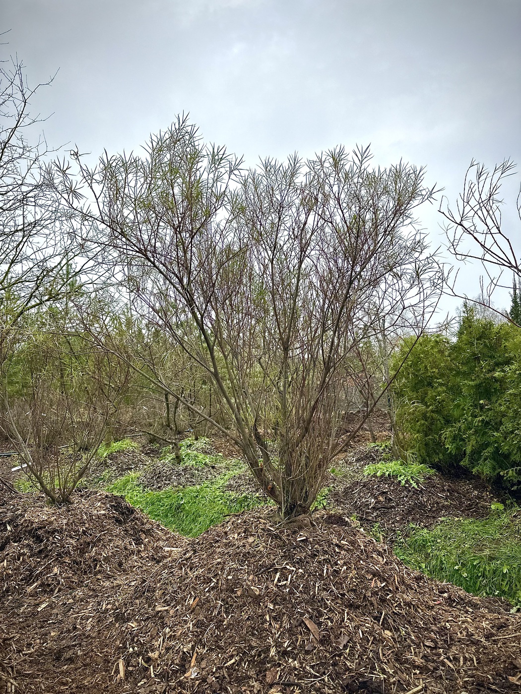 Ива розмаринолистная