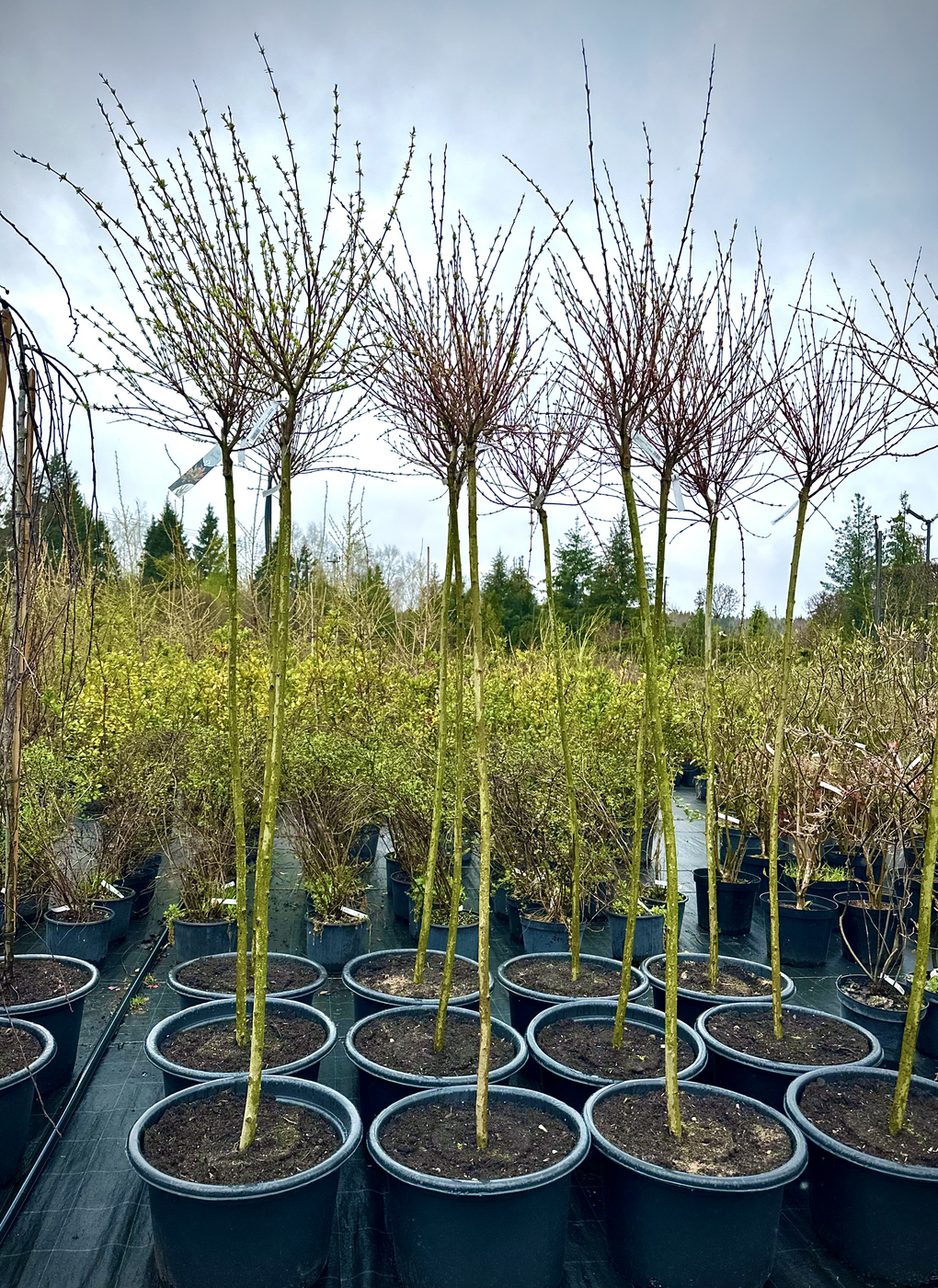 Ива цельнолистная Хакуро Нишики (Hakuro Nishiki)