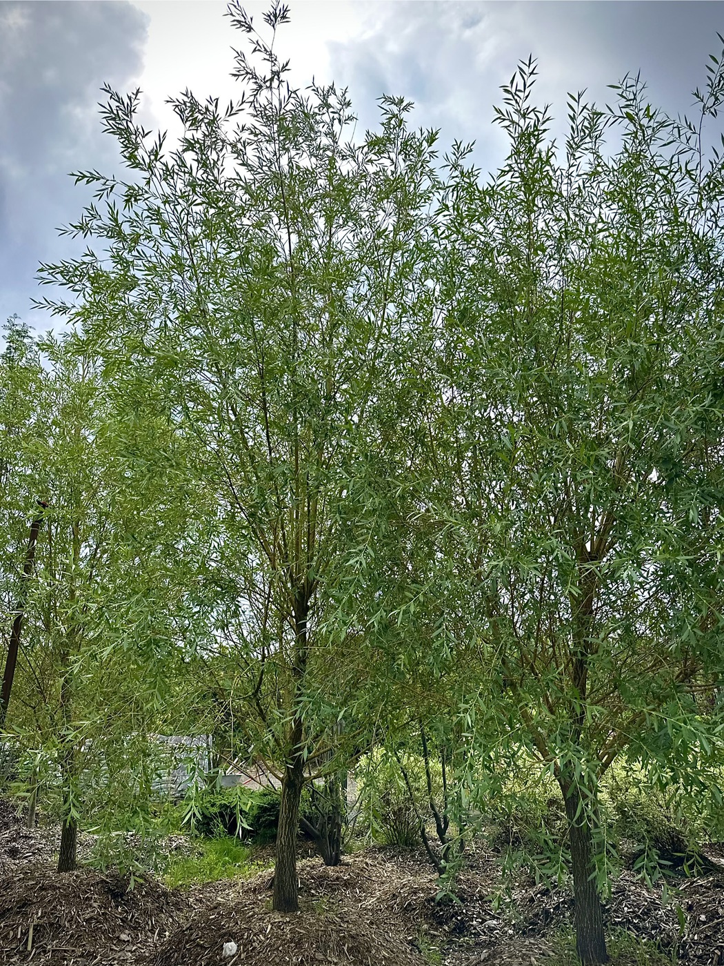 Ива белая Чермезина (Chermesina)
