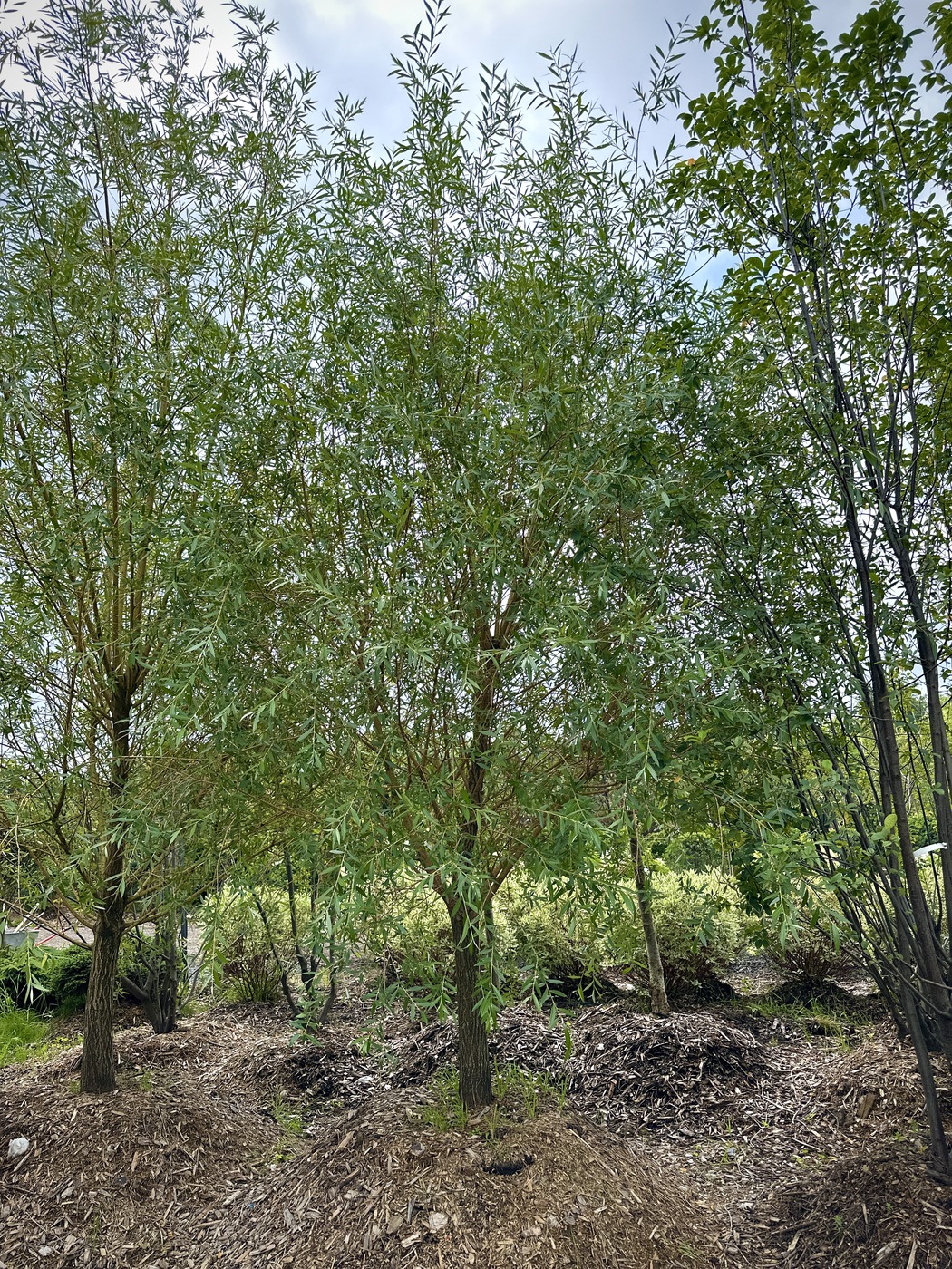 Ива белая Чермезина (Chermesina)