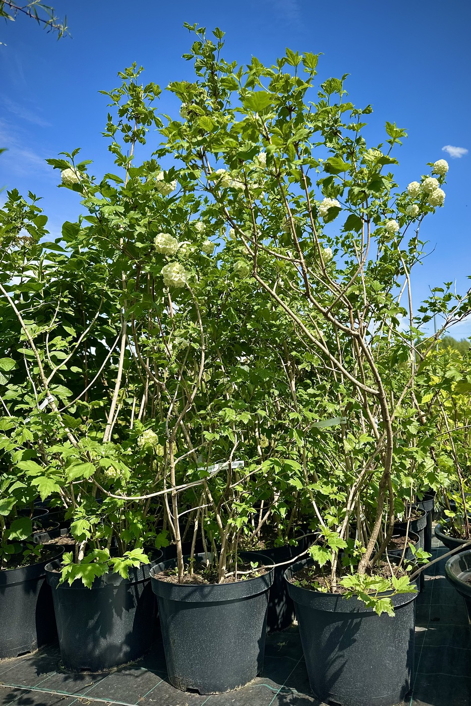 Калина обыкновенная `Розеум``Roseum`