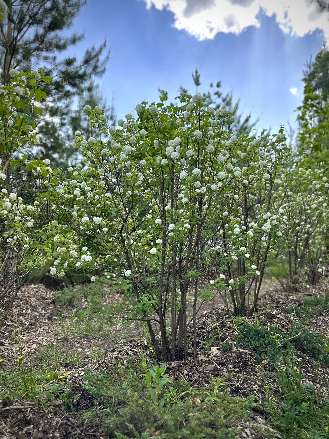 Калина обыкновенная `Розеум``Roseum`