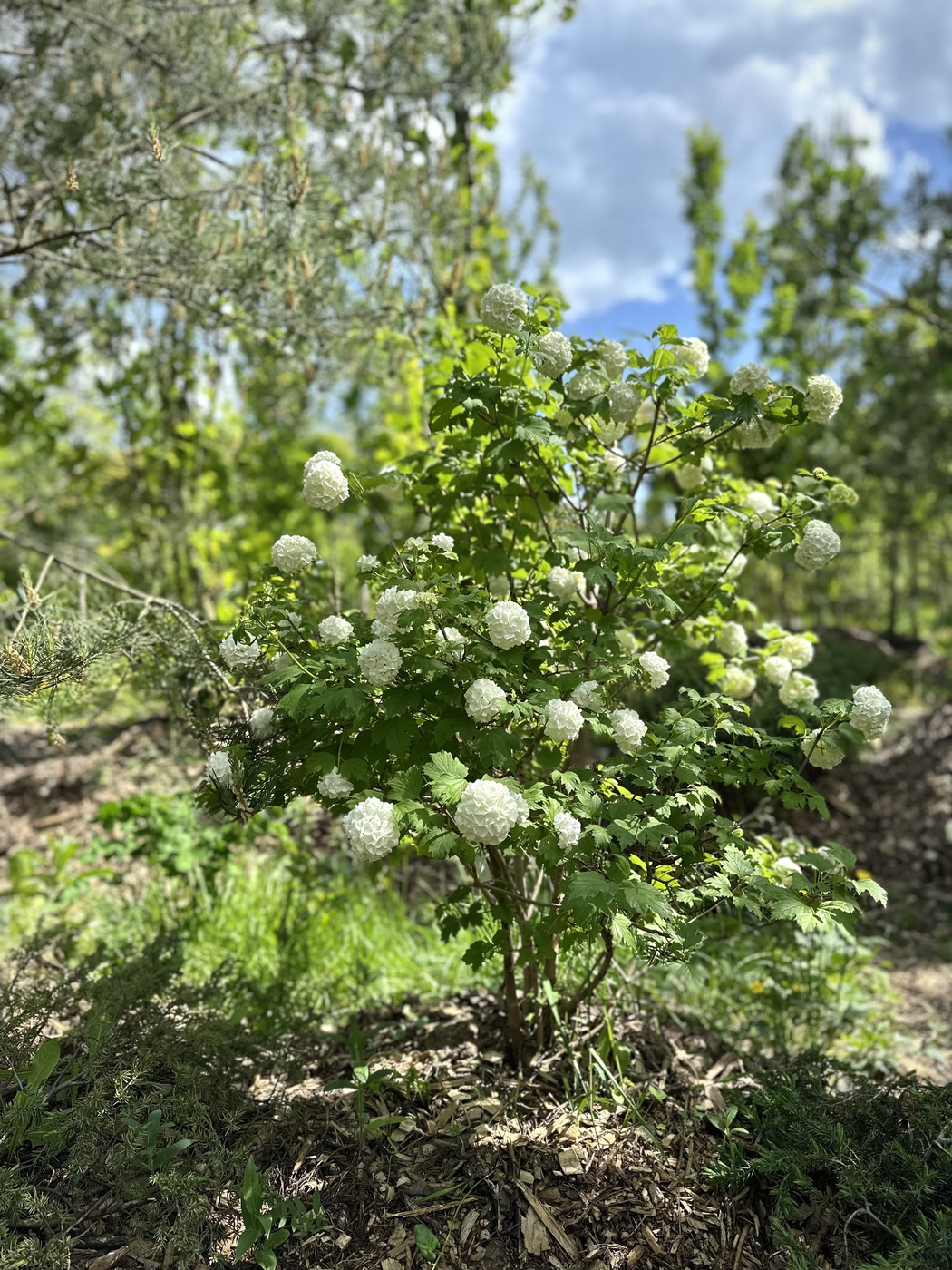 Калина обыкновенная `Розеум``Roseum`