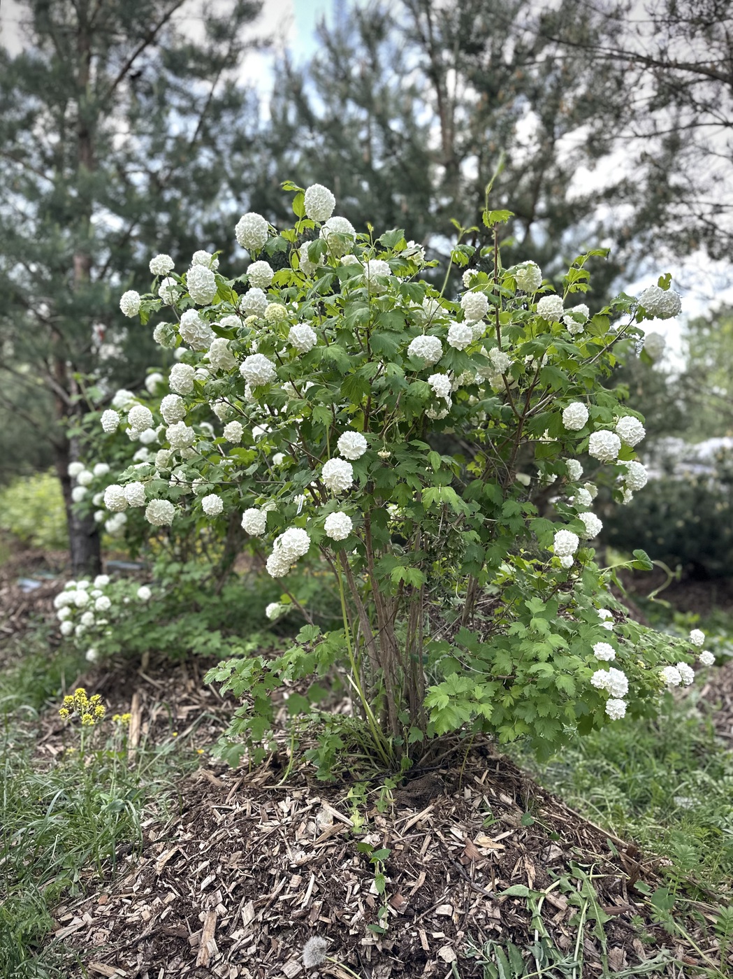 Калина обыкновенная `Розеум``Roseum`