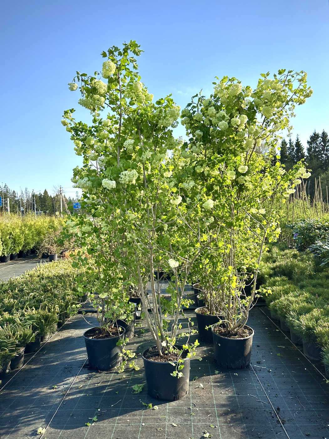 Калина обыкновенная `Розеум``Roseum`