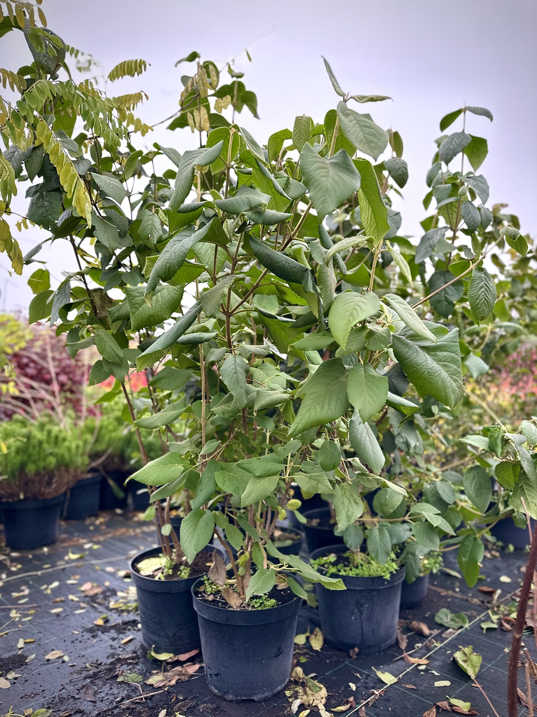 Калина Гордовина