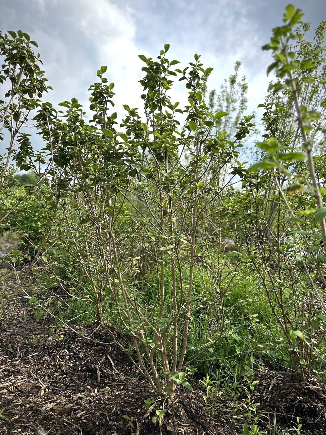 Калина Гордовина