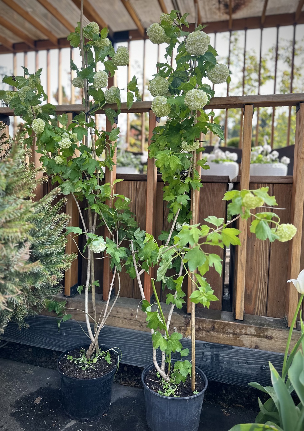 Калина обыкновенная `Розеум``Roseum`