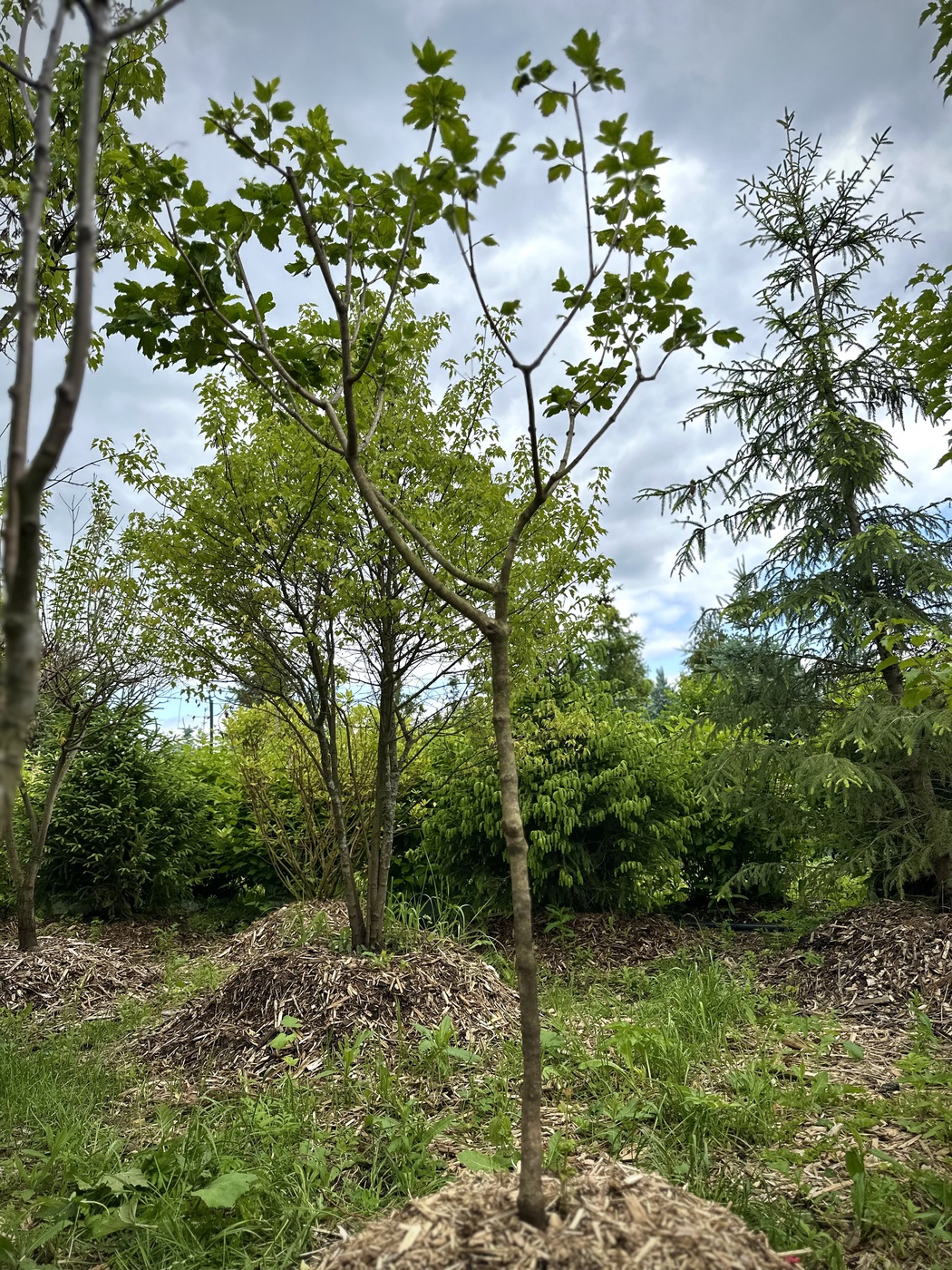 Калина обыкновенная `Розеум``Roseum`